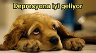 Köpek Sahiplenmeniz İçin Çok Geçerli Sebepler Var! İşte Köpeklerin Size Yapacağı İyilikler!