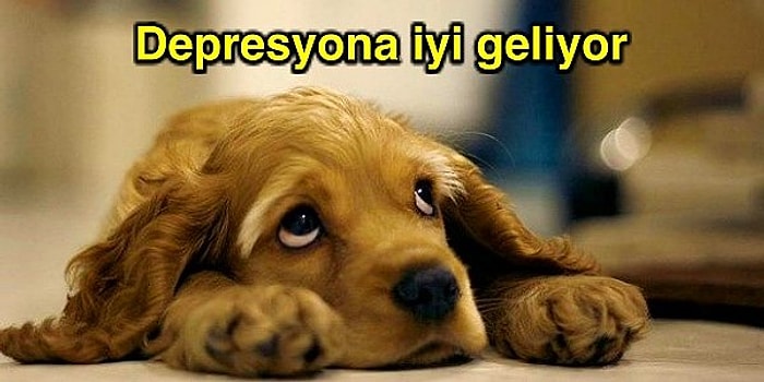 Köpek Sahiplenmeniz İçin Çok Geçerli Sebepler Var! İşte Köpeklerin Size Yapacağı İyilikler!