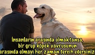 Hayvanları İnsanlardan Daha Çok Seven Kişilerin Çok İyi Bildiği 20 Gerçek