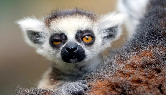 Они вас очень хорошо понимают: этим животным однажды было так же плохо, как вам утром 1 января