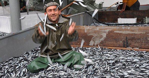 Piraziz Su Ürünleri Kooperatifi Başkanı Hamdi Aslan geçtiğimiz günlerde yaptığı açıklamada 'kaçan hamsilerin Gürcistan'dan avlanarak Türkiye'ye getirileceğini' aktarmıştı.