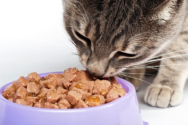 2. Kediniz her yemeği yemiyorsa, sevdiği mamayı blender’dan geçirip toz haline getirin ve yedirmek istediğiniz şeylerin üzerine serpin.