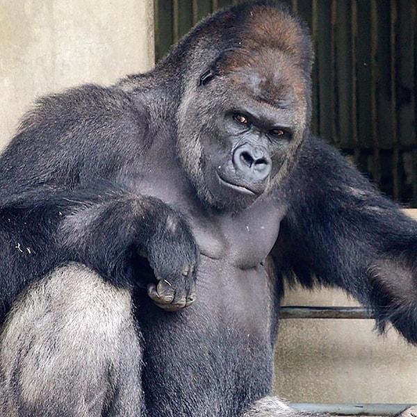 Shabani 2007 yılından bu yana Japonya'da bulunan Higashiyama Hayvanat Bahçesi'nde yaşıyor. Şu an 19 yaşında bu sevimli! 😍😍