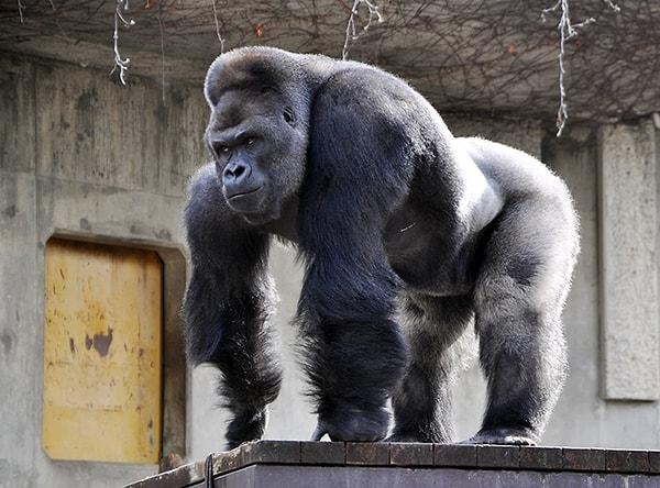 Gorillerin fiziksel gücü ve kas yapısı üzerine yapılan araştırmalar, bu sorunun cevabının düşündüğünüzden biraz daha karmaşık olduğunu gösteriyor.
