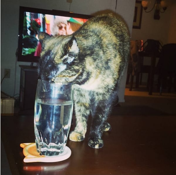 4. Ваш котик всегда напомнит, чтобы вы не оставляли стаканы с водой на столе 😐
