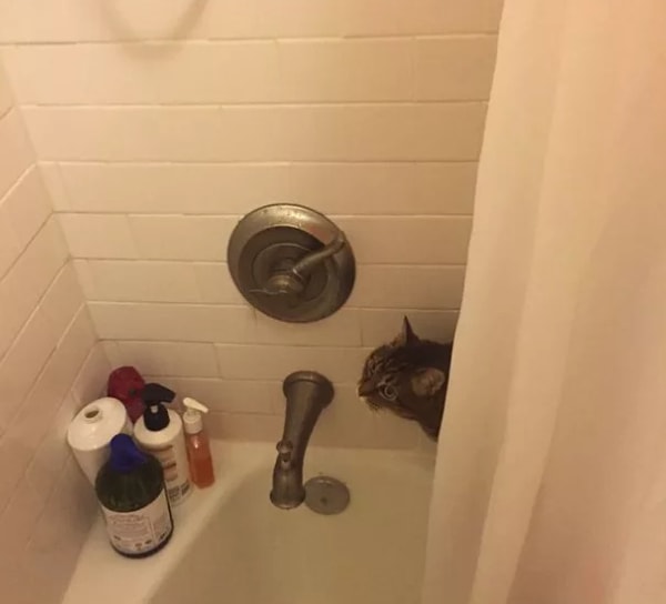 9. Вы не будете чувствовать себя одиноким (даже в душе) 😸