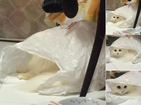 13. Они обожают играть с пакетами 😹