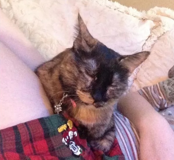 20. А то, как они держат пост на диване? 😴