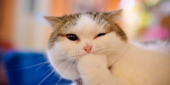 Если у вас есть кошка, то эти смешные ситуации вам наверняка знакомы!