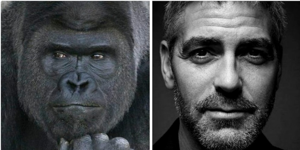 Интернет-мир спорит, кто фотогеничнее, сравнивая гориллу Шабани с Джорджем Клуни!