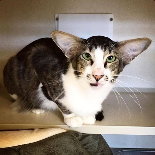 3. Правда этот кот невероятно похож на Адама Драйвера из "Звёздных войн"?