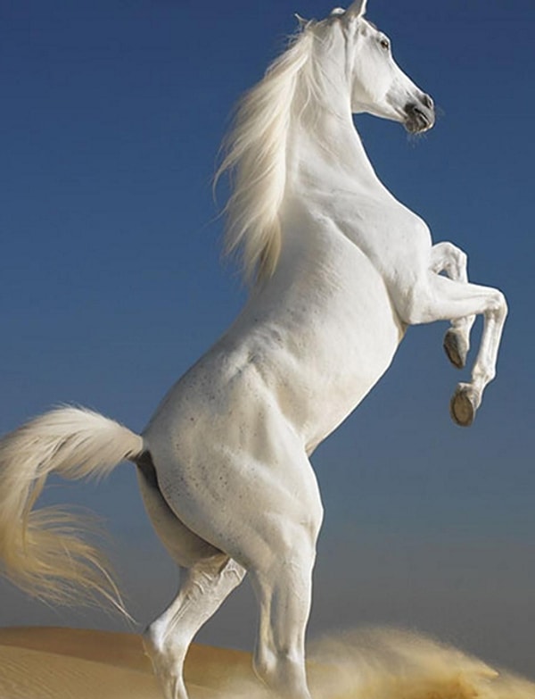 В постели вы, словно лошадь!