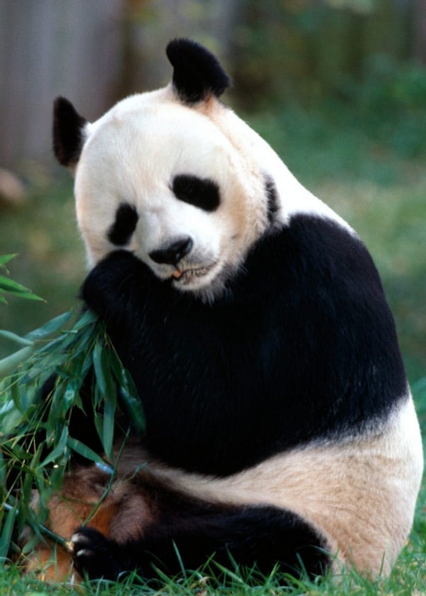 В постели вы, словно панда!