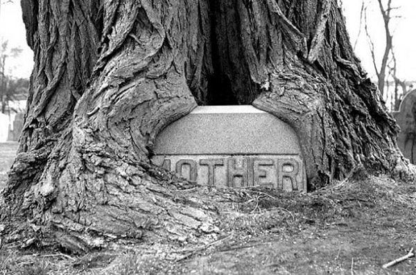 8. Massachusetts'de bir mezarlıkta, 'ANNE'nin mezarına sarılan ağaç.