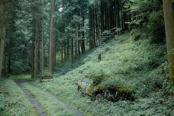 19. Japonya'da ormana terk edilmiş iki araç artık oranın sakini.