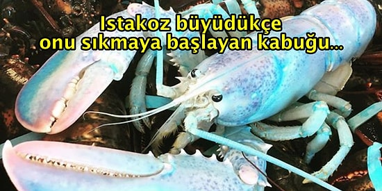 Modern Toplumun Hastalığı Olan Stresle İlgili Bu Hikâyeyi Mutlaka Okumalısınız!