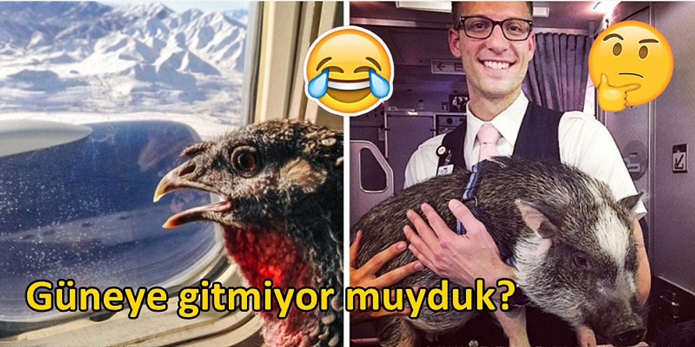Çoğu Zaman Otobüse Bile Alınmayan Tüylü Dostlarımızın Uçaktaki Hallerinden 26 Efsanevi Kare