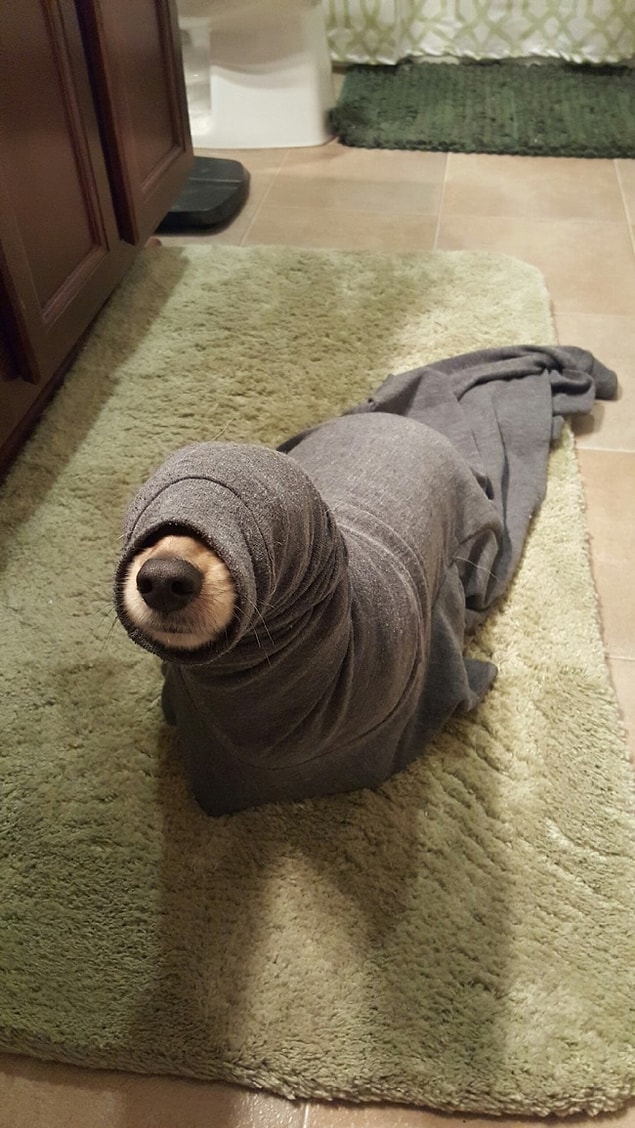 2. Kıyafetin kol kısmına sıkışmış bir köpek gördüğünüzü sandınız ama aslında evcil bir fok görüyorsunuz. 😜