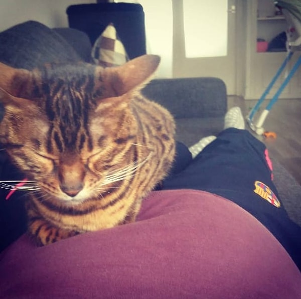 8. Позвольте своему кошачьему питомцу полежать на вашем животе