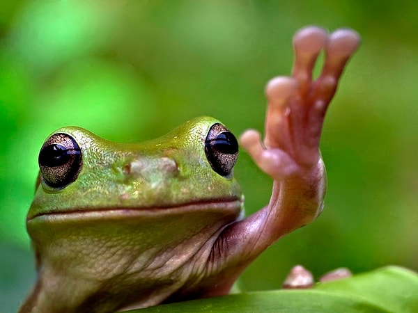 5. К какой группе животных относятся лягушки?