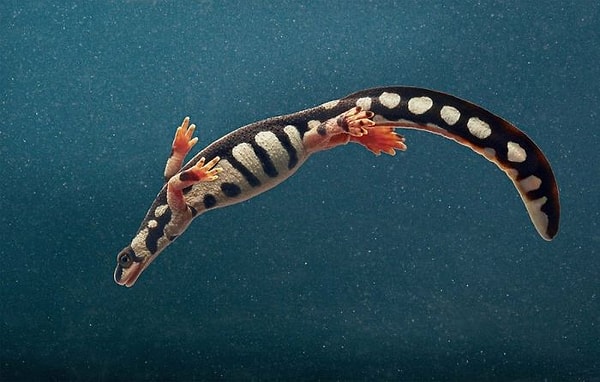 19. Загросский тритон