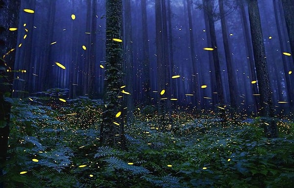 30. Светлячки