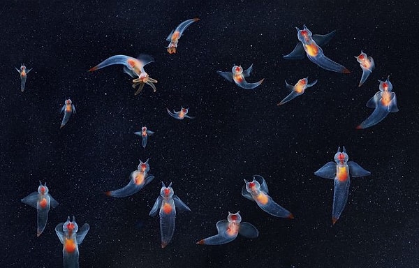 33. Голые крылоногие