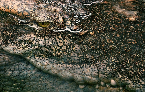 40. Сиамский крокодил