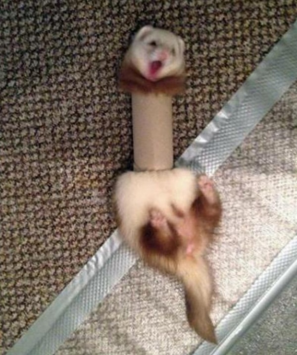 11. Ох, и не повезло тебе, дружок! 😍