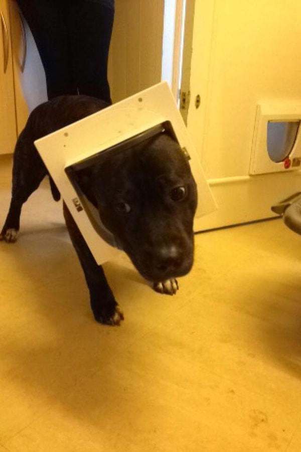 13. Сами виноваты, надо было установить дверцу побольше ❤️❤️