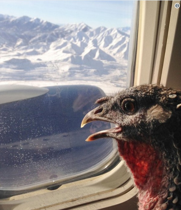 4. Чтооо? Мы разве не на юг летим? 😱