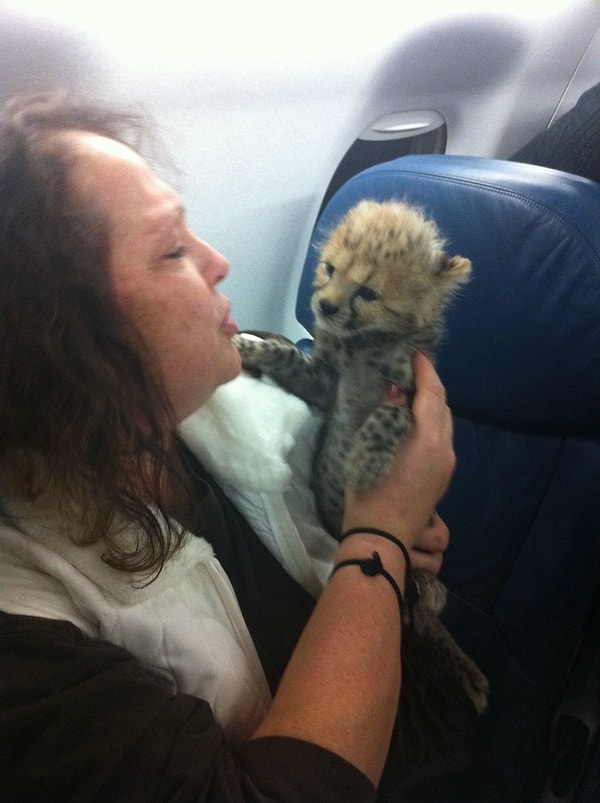 10. А вы хотели ли бы сидеть рядом с плачущим ребенком или рядом с детенышем гепарда?