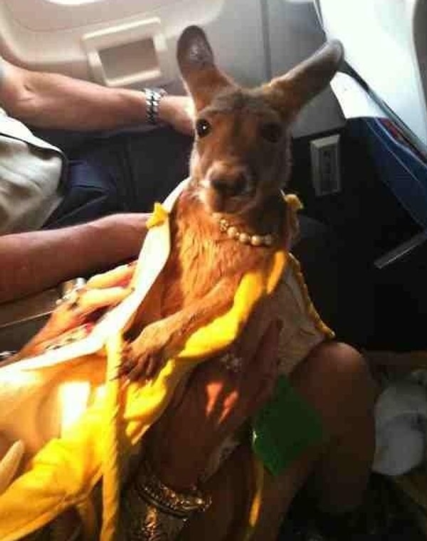 14. Даже у кенгуру есть колье 😒