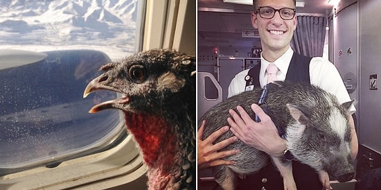 26 легендарных фото пернатых и не только на борту самолета