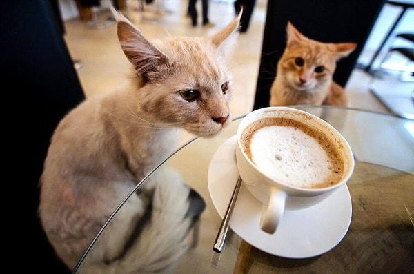Artık kedileriniz nezih semtlerde elit kedilerle sosyalleşebilecek!