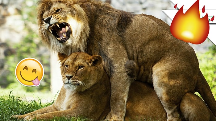 Тест: Какое вы животное в постели?