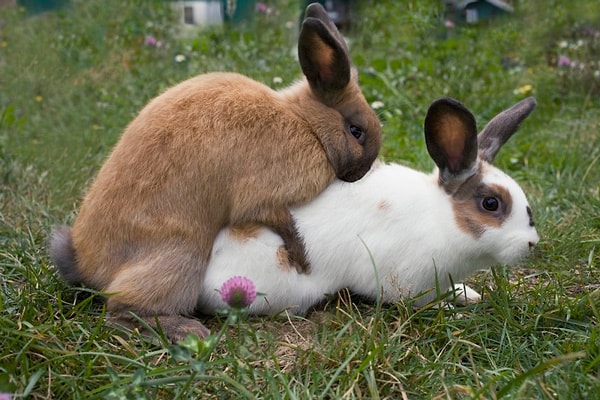 В постели вы, словно кролик!