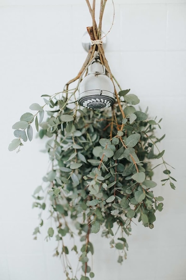 7. Повесьте пучок эвкалипта на душевую лейку. Запах, исходящий от него, действительно очарует вас, как только вы откроете горячую воду! 😍