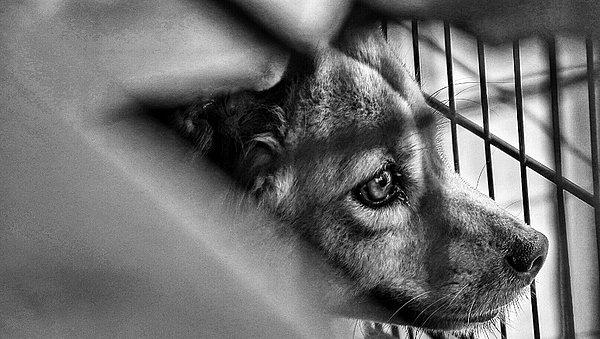 📌 Sahipli veya sahipsiz hayvana acımasız ve zalimce muamelede bulunan veya eziyet eden ya da haklı bir neden olmaksızın öldüren 4 aydan 3 yıla kadar hapis cezası verilecek.
