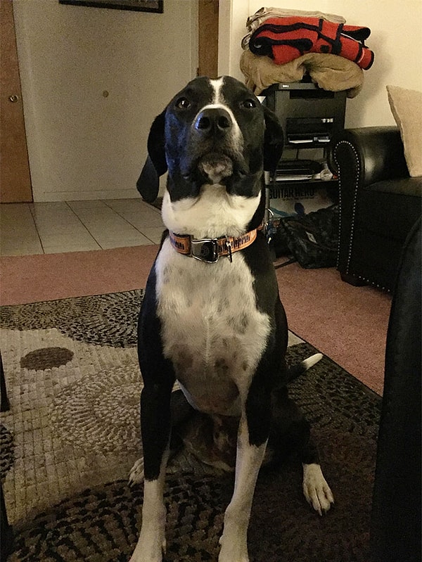 5. Просто посмотрите на эту смелую мордашку!