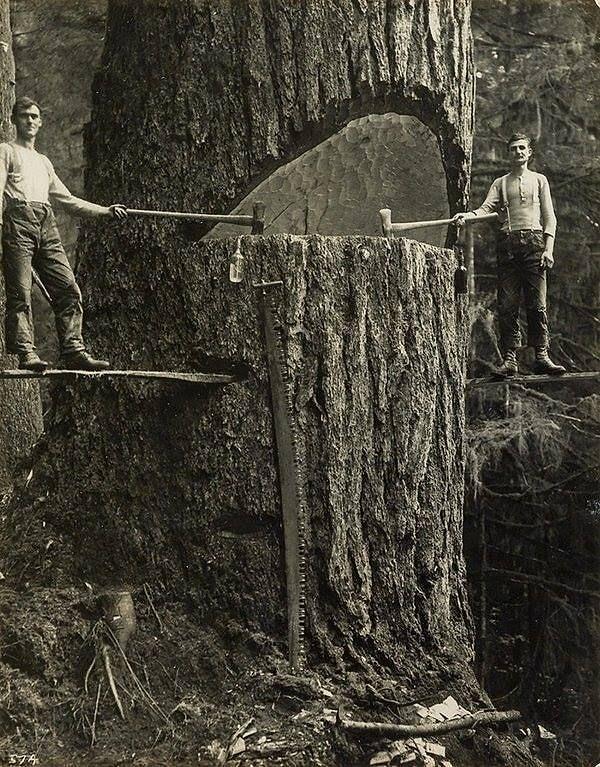 3. Dev bir ağacı kesen iki ormancı, 1915