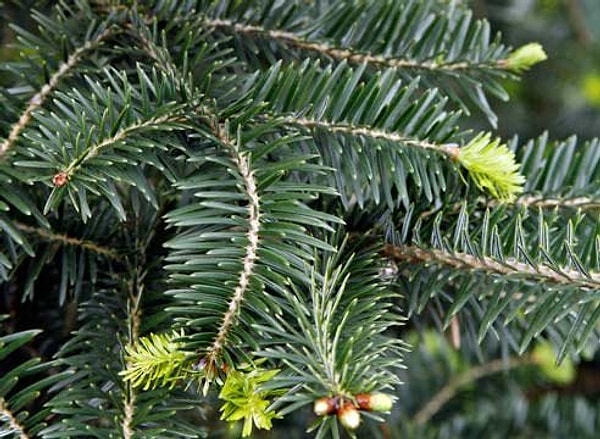 4. Как называется дерево на картинке?