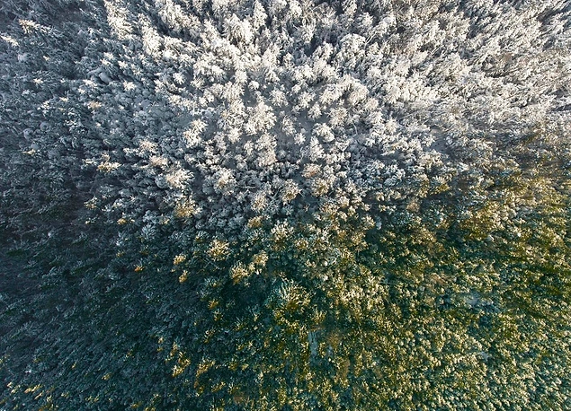 Haftalar boyu eksi derecelerde seyreden hava bir anda yön değiştirip 15 derecenin üstüne çıktığında ağaç dallarındaki değişim fotoğraflanmış.