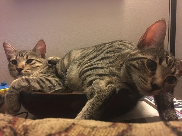 2. Не печальтесь, ведь перед вами коты-мутанты!