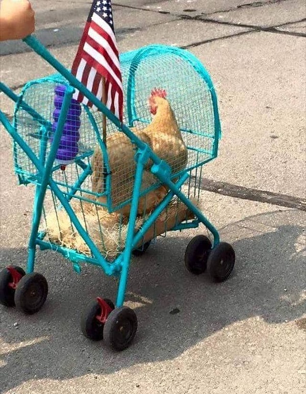 13. Курочка-патриот 🇺🇸