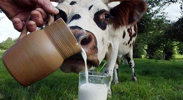 Sizce bir inek hayatı boyunca kaç bardak süt üretir?