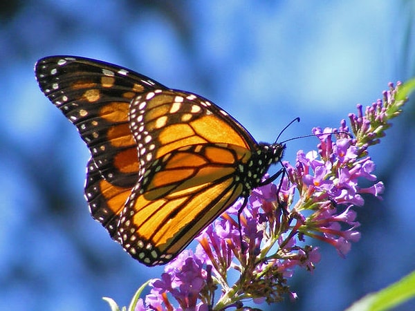 8. И последнее: выберите бабочку