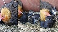 Öksüz Yavru Kedilere Annelik Yapan Koca Yürekli Tavuk