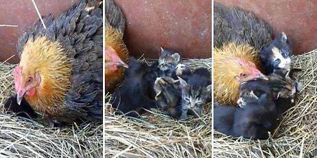 Öksüz Yavru Kedilere Annelik Yapan Koca Yürekli Tavuk