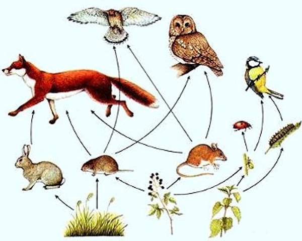 6. Пищевая цепь это...